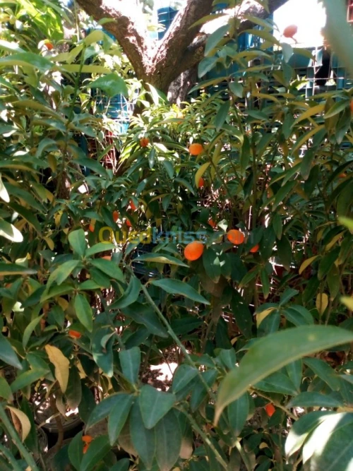 Arbres fruitiers metidja 