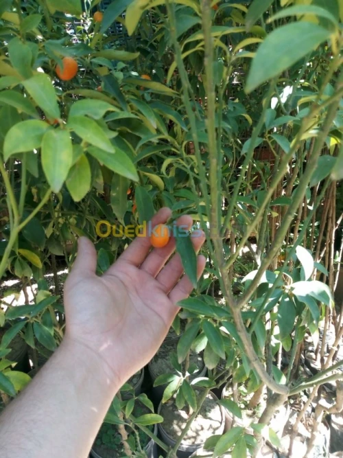 Arbres fruitiers metidja 