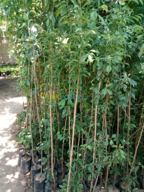 Arbres fruitiers metidja 