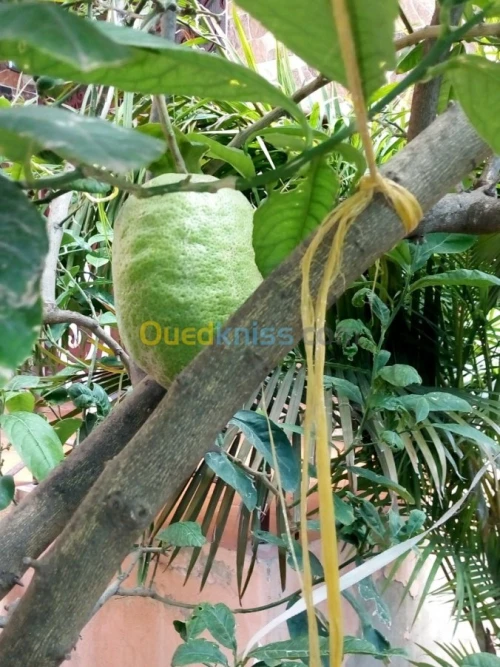 Arbres fruitiers metidja 