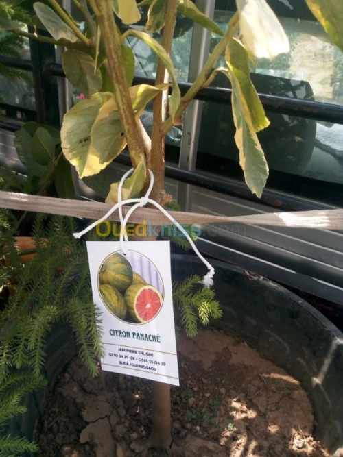 Arbres fruitiers metidja 