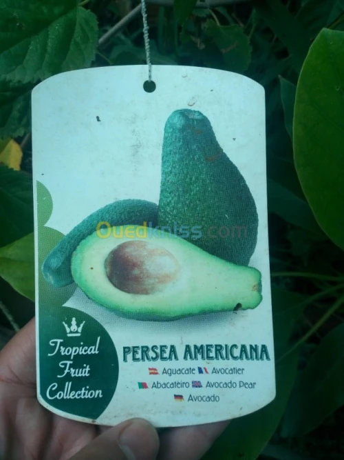 Arbres fruitiers metidja 