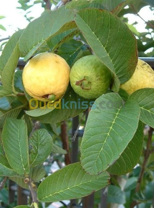 Arbres fruitiers metidja 