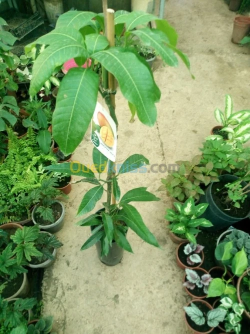 Arbres fruitiers metidja 