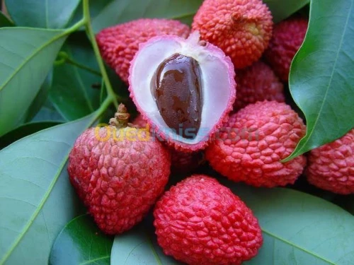 Arbres fruitiers metidja 