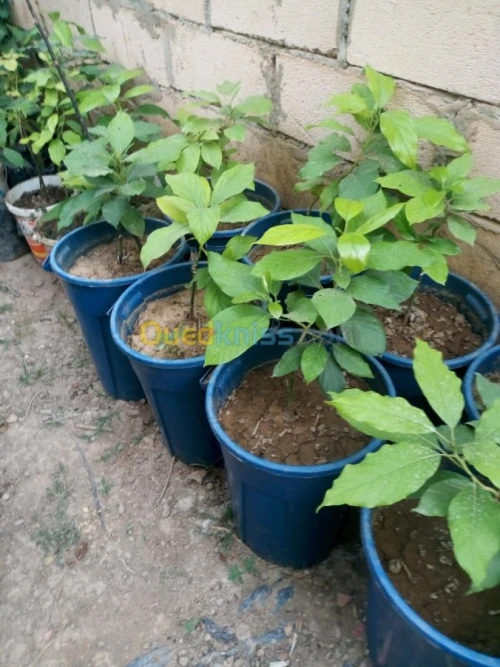 Arbres fruitiers metidja 