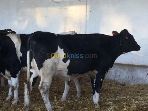 Holsteins   pleines transport inclus 