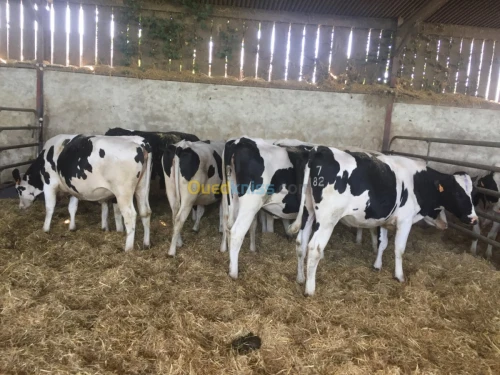 Holsteins   pleines transport inclus 