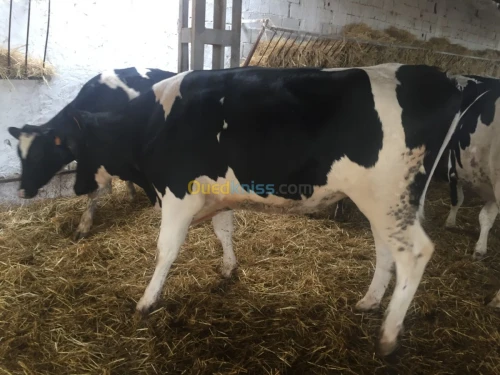Holsteins   pleines transport inclus 