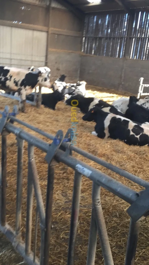 Holsteins   pleines transport inclus 