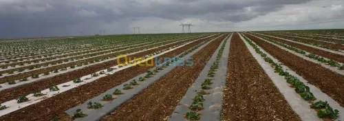 Ombalage et paillage et sachets en pla