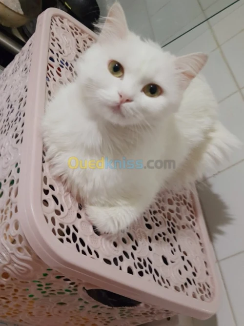 Vente chat  blanc angora turc et Tigré
