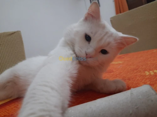 Vente chat  blanc angora turc et Tigré