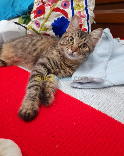 Vente chat  blanc angora turc et Tigré