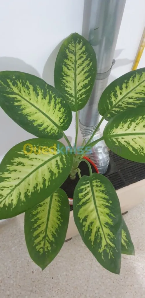 Plante d'intérieur/extérieur 