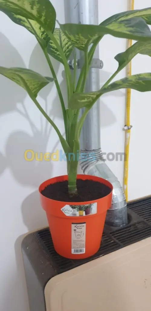 Plante d'intérieur/extérieur 