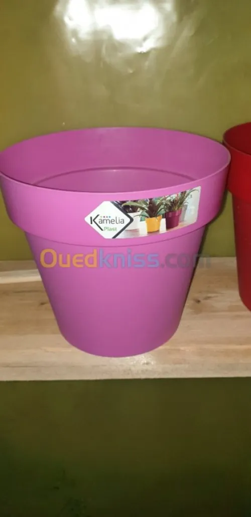 Plante d'intérieur/extérieur 