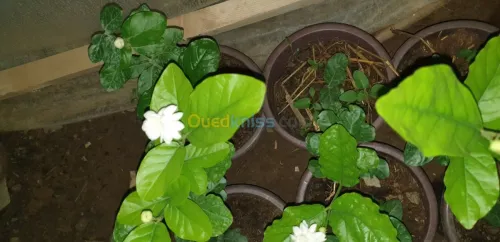 Plante d'intérieur/extérieur 
