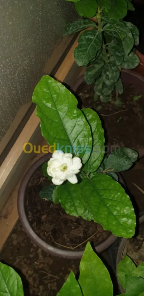 Plante d'intérieur/extérieur 