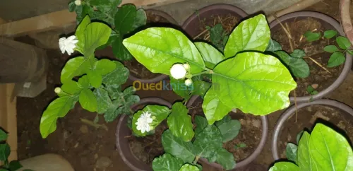 Plante d'intérieur/extérieur 