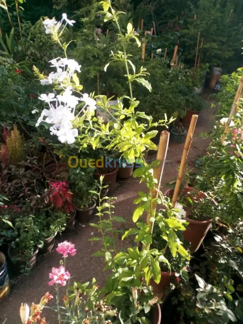 Plante d'intérieur/extérieur 