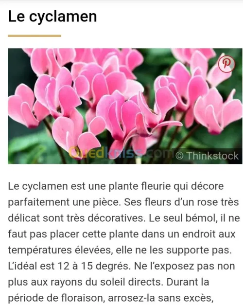 Plante d'intérieur/extérieur 