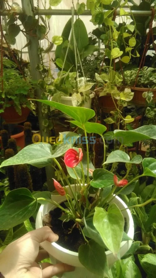 Plante d'intérieur/extérieur 
