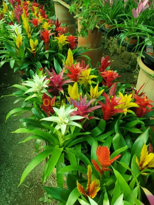 Plante d'intérieur/extérieur 