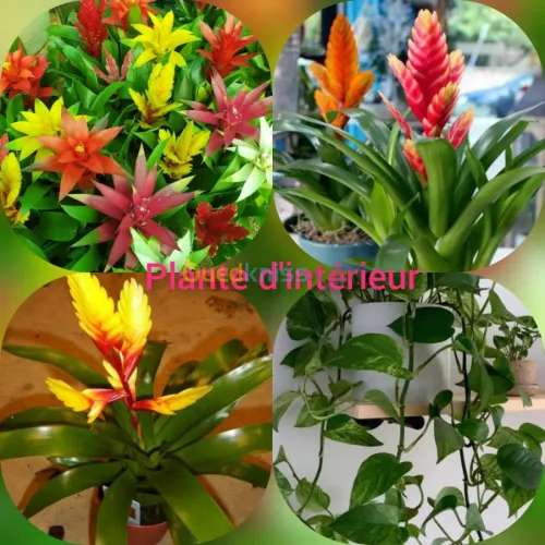 Plante d'intérieur/extérieur 
