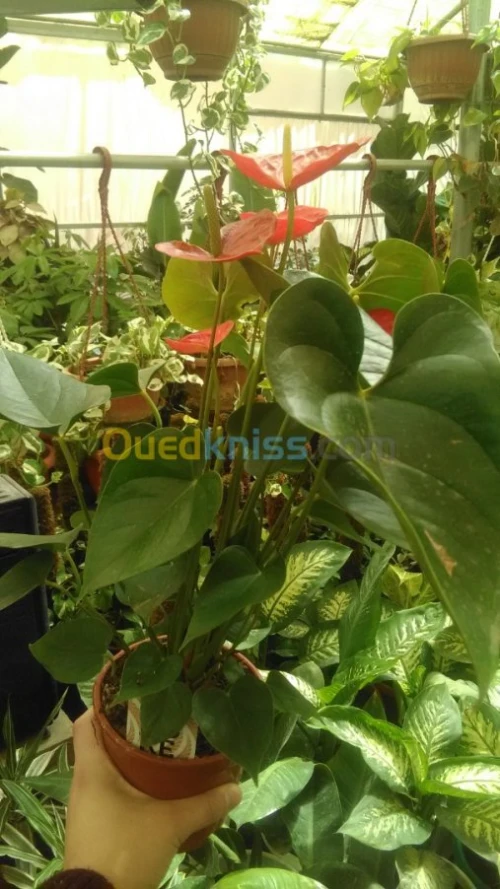 Plante d'intérieur/extérieur 