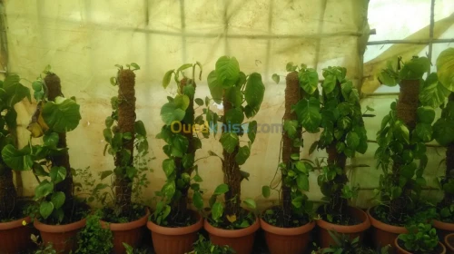 Plante d'intérieur/extérieur 