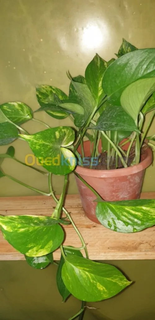 Plante d'intérieur/extérieur 