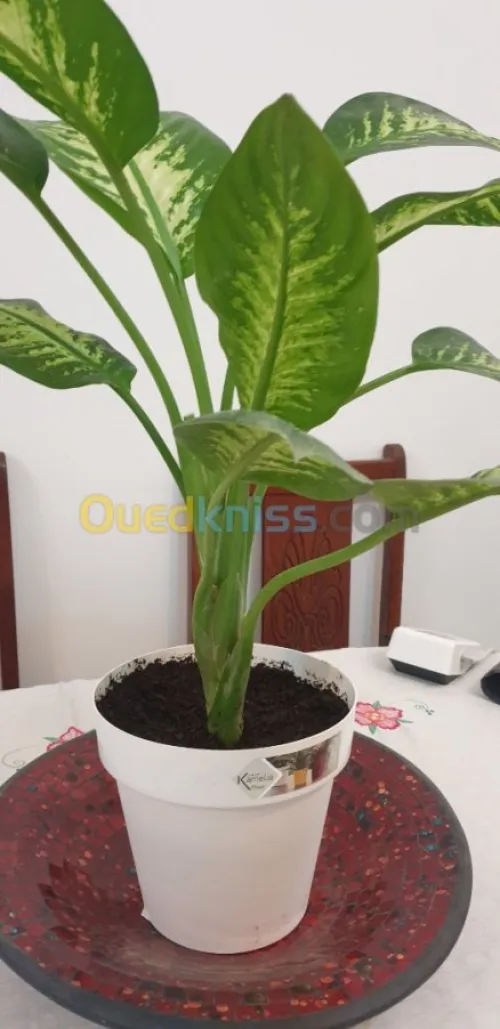 Plante d'intérieur/extérieur 