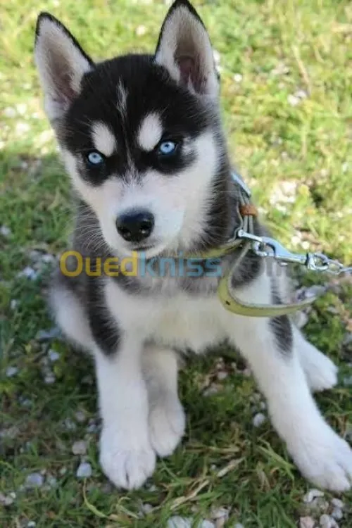 Chiots Husky yeux vairons 