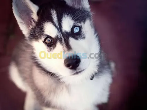 Chiots Husky yeux vairons 
