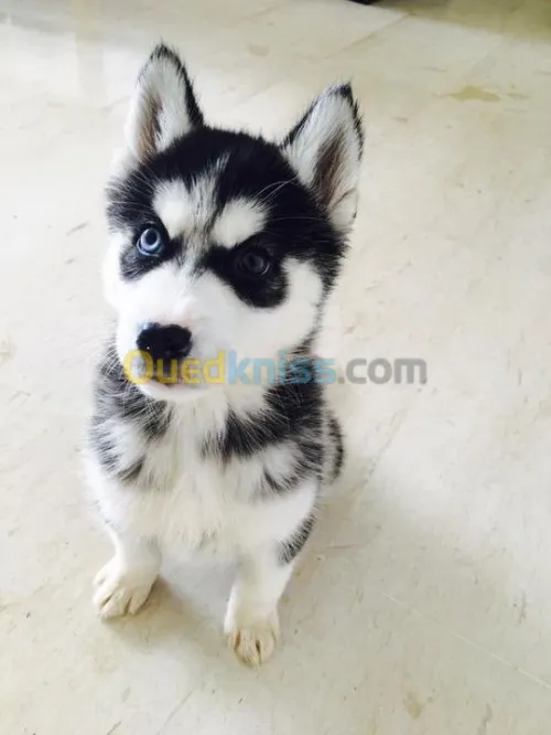 Chiots Husky yeux vairons 