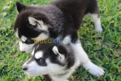 Chiots Husky yeux vairons 