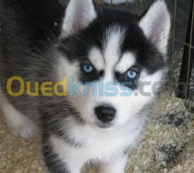 Chiots Husky yeux vairons 