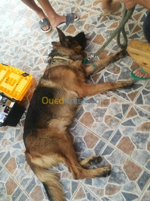 Medecine vétérinaire 