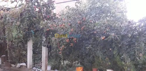 Vente Villa Boumerdes Hammedi
