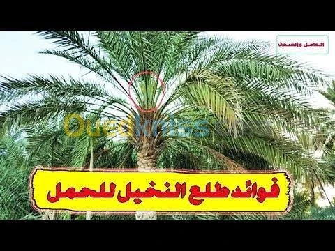 طلع النخيل: لعلاج العقم  