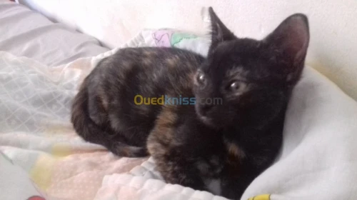 Chatons 2mois a donner