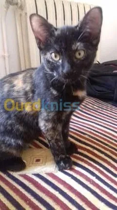Chatons 2mois a donner