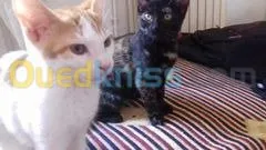 Chatons 2mois a donner