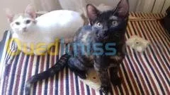 Chatons 2mois a donner