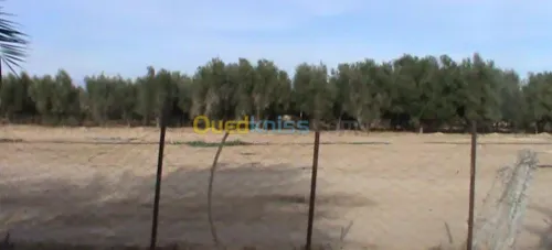 Vente Terrain Biskra Ain naga