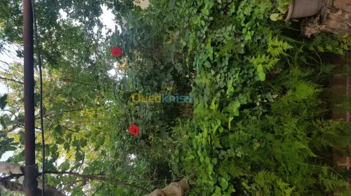 Vente Niveau De Villa F10 Chlef Chlef