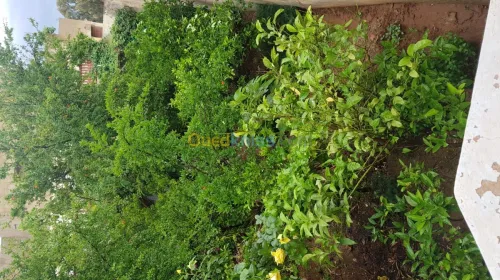 Vente Niveau De Villa F10 Chlef Chlef
