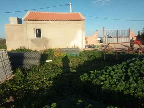 Vente Terrain Agricole Medea Bouchrahil