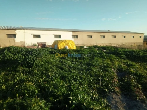Vente Terrain Agricole Medea Bouchrahil